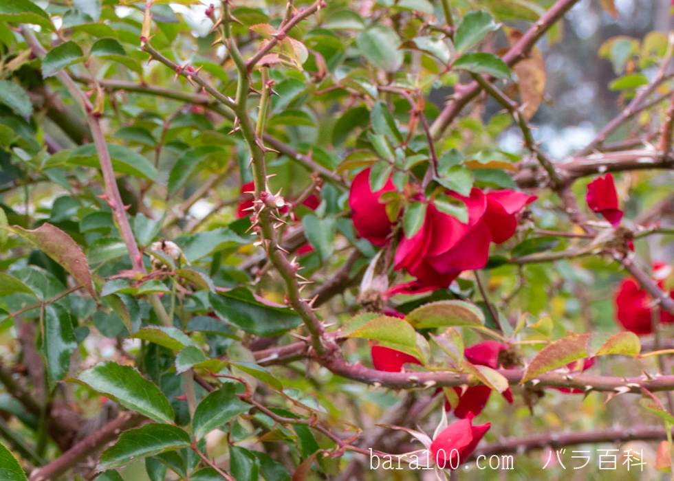 マイナーフェアー / マイナウフォイアー：長居植物園バラ園で撮影したバラの葉と枝とトゲ