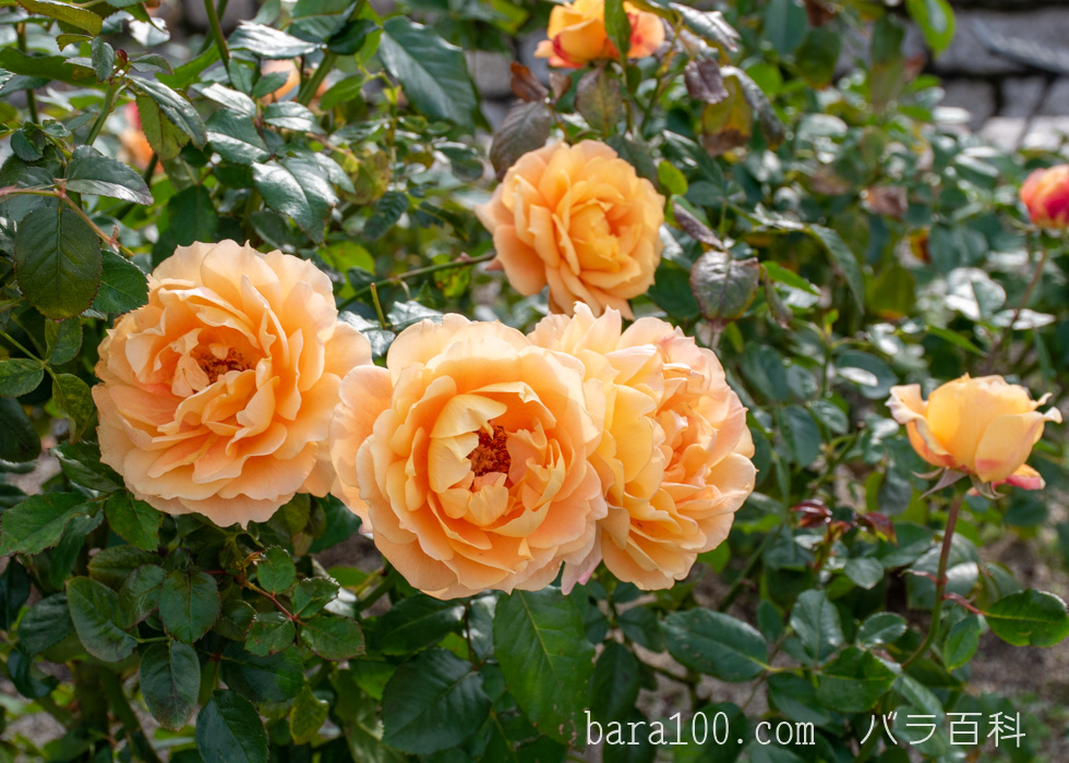 万葉（マンヨウ）：長居植物園バラ園で撮影したバラの花