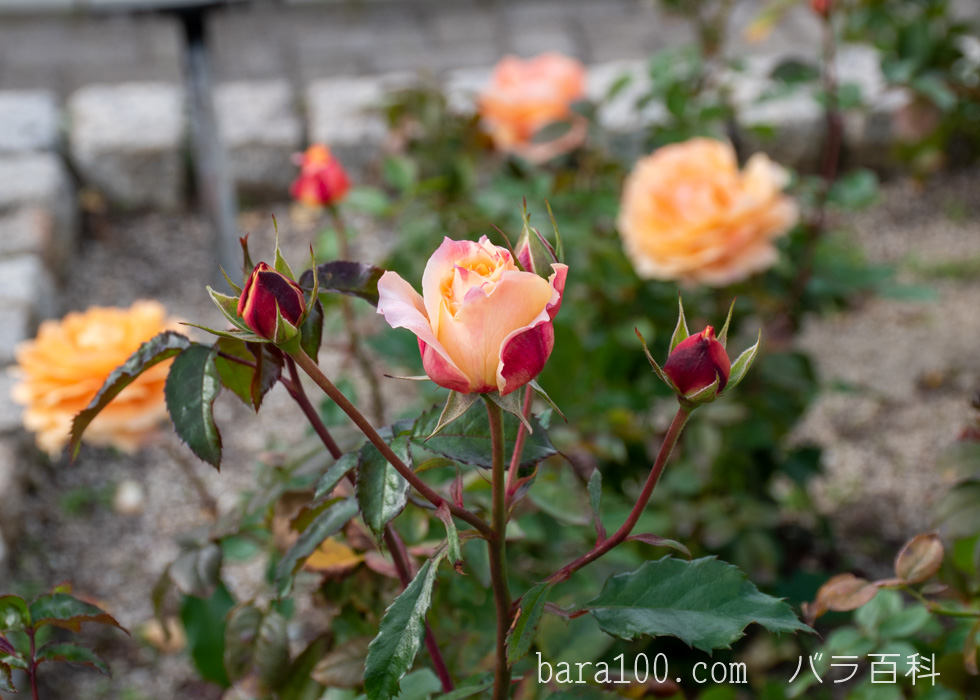 万葉（マンヨウ）：長居植物園バラ園で撮影したバラのつぼみ