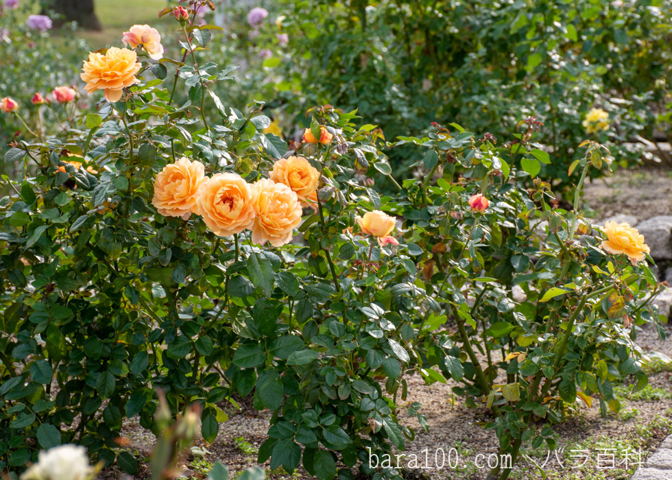 万葉（マンヨウ）：長居植物園バラ園で撮影したバラの木