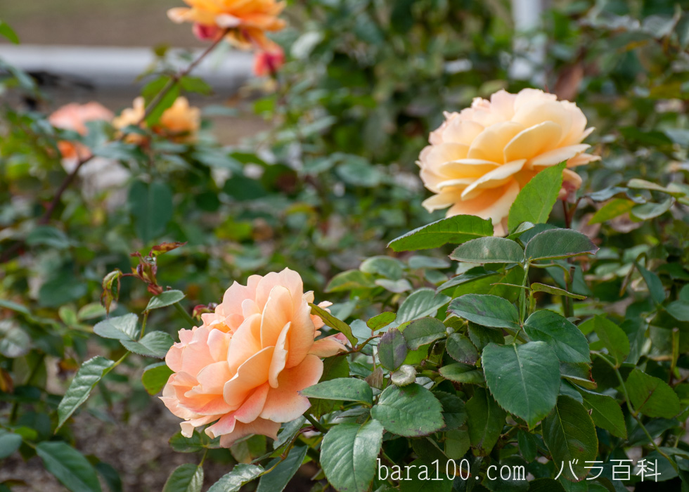 万葉（マンヨウ）：長居植物園バラ園で撮影したバラの花