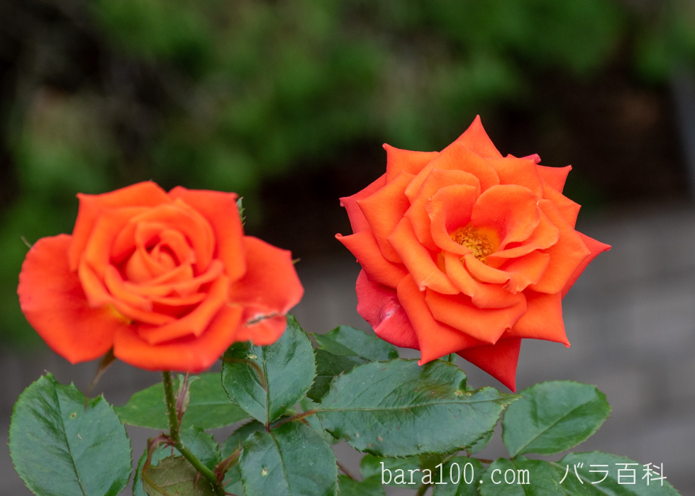 マリーナ：長居植物園バラ園で撮影したバラの花