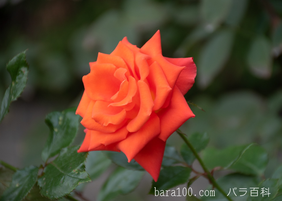 マリーナ：長居植物園バラ園で撮影したバラの花