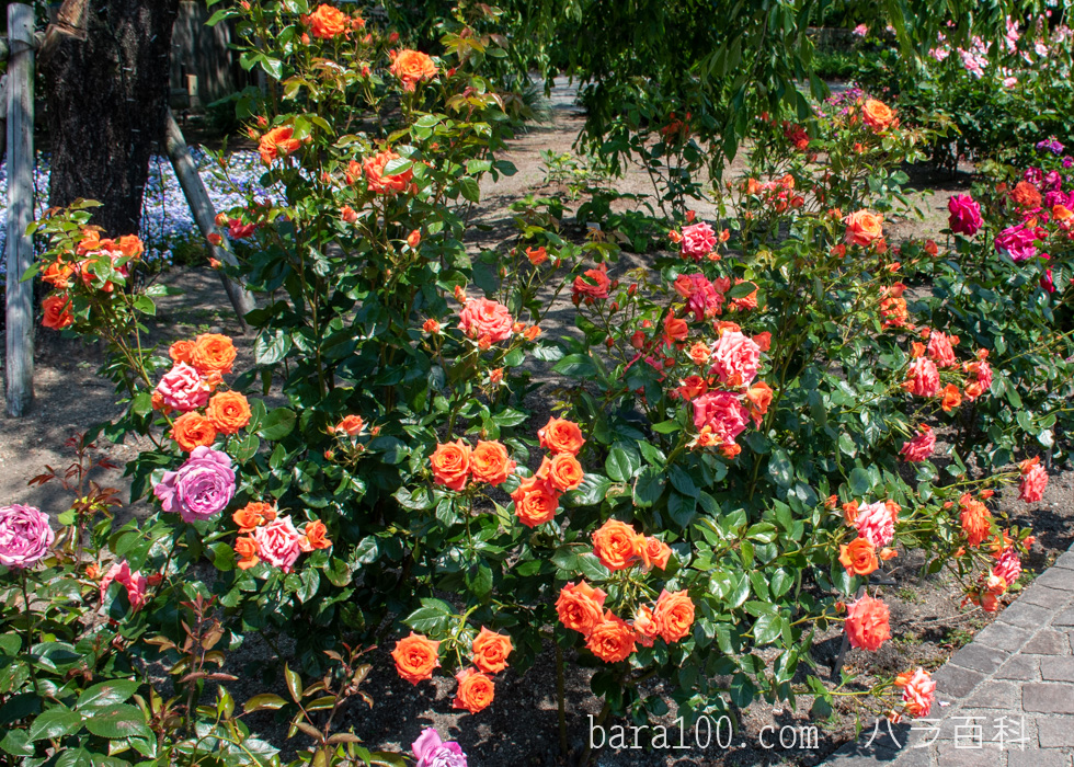 マリーナ：びわ湖大津館イングリッシュガーデンで撮影したバラの木