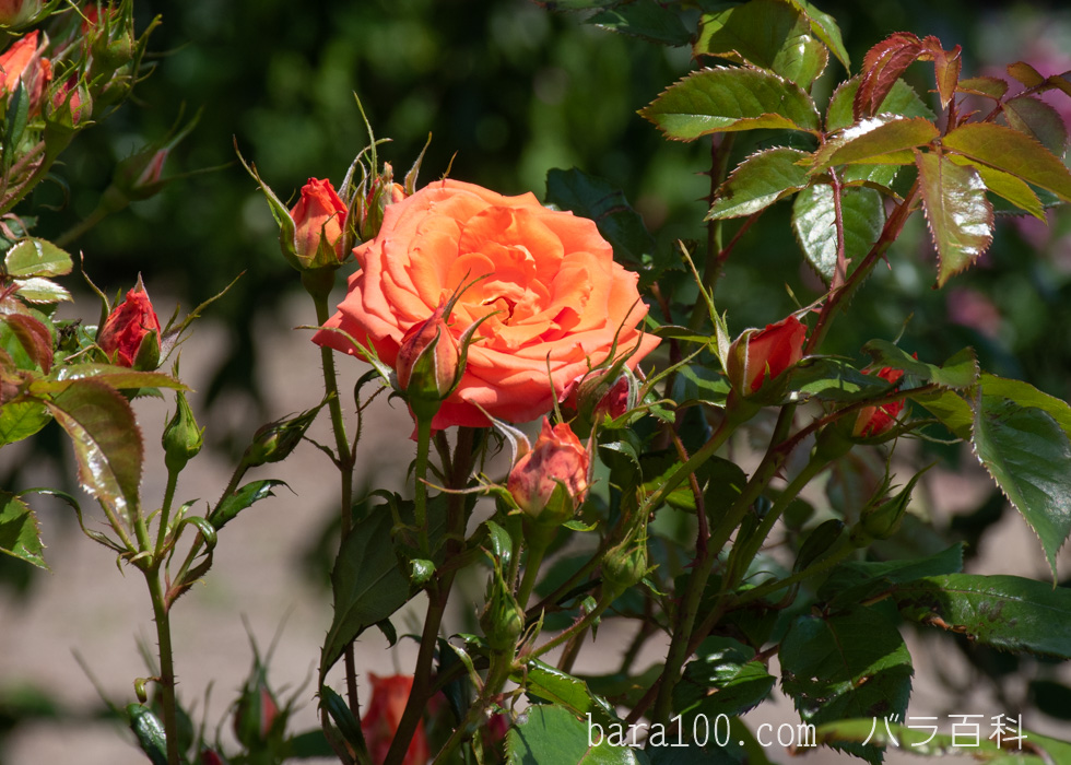 マリーナ：びわ湖大津館イングリッシュガーデンで撮影したバラの花
