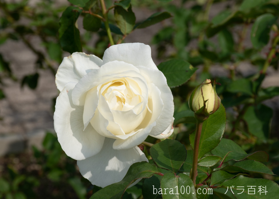 正雪（マサユキ）：長居植物園バラ園で撮影したバラの花