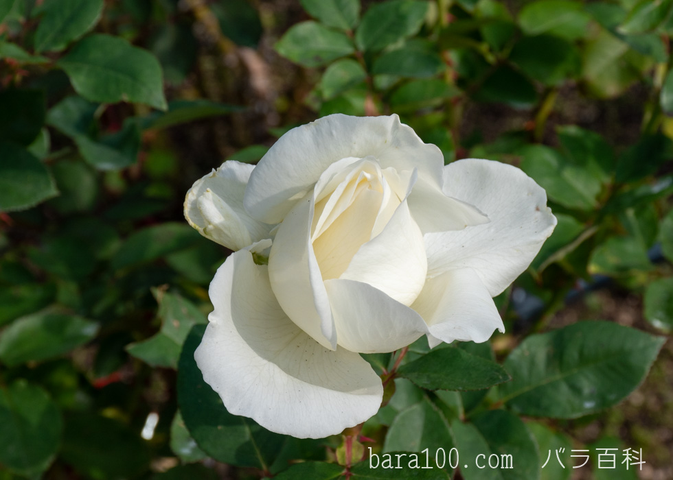 正雪（マサユキ）：長居植物園バラ園で撮影したバラの花