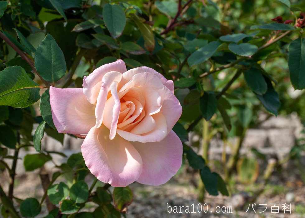 ミッシェル・メイヤン/ミシェル・メイアン：長居植物園バラ園で撮影したバラの花