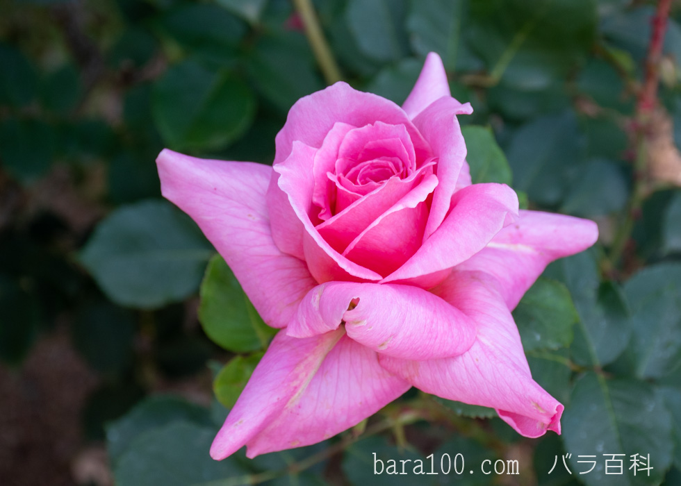 桃山（モモヤマ）：万博記念公園 平和のバラ園で撮影したバラの花