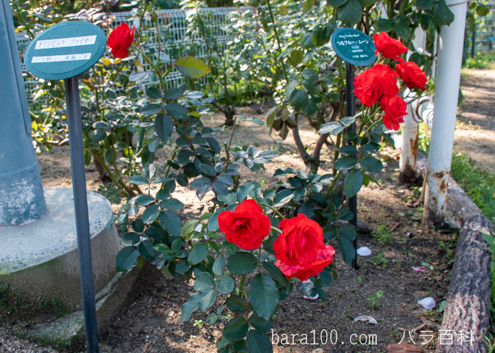 オリンピック ファイヤー：花博記念公園鶴見緑地バラ園で撮影したバラの木
