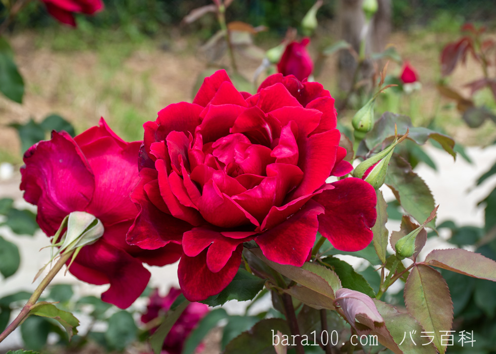 パパ メイアン / パパ メイヤン：湖西浄化センター バラ花壇で撮影したバラの花