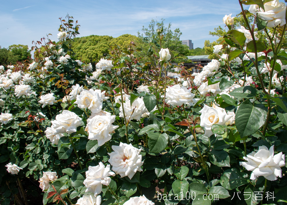 パスカリ：万博記念公園 平和のバラ園で撮影したバラの花
