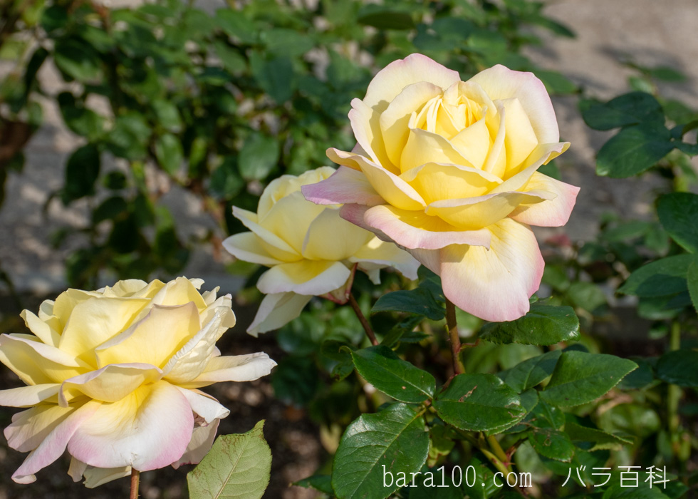 ピース：長居植物園バラ園で撮影したバラの花