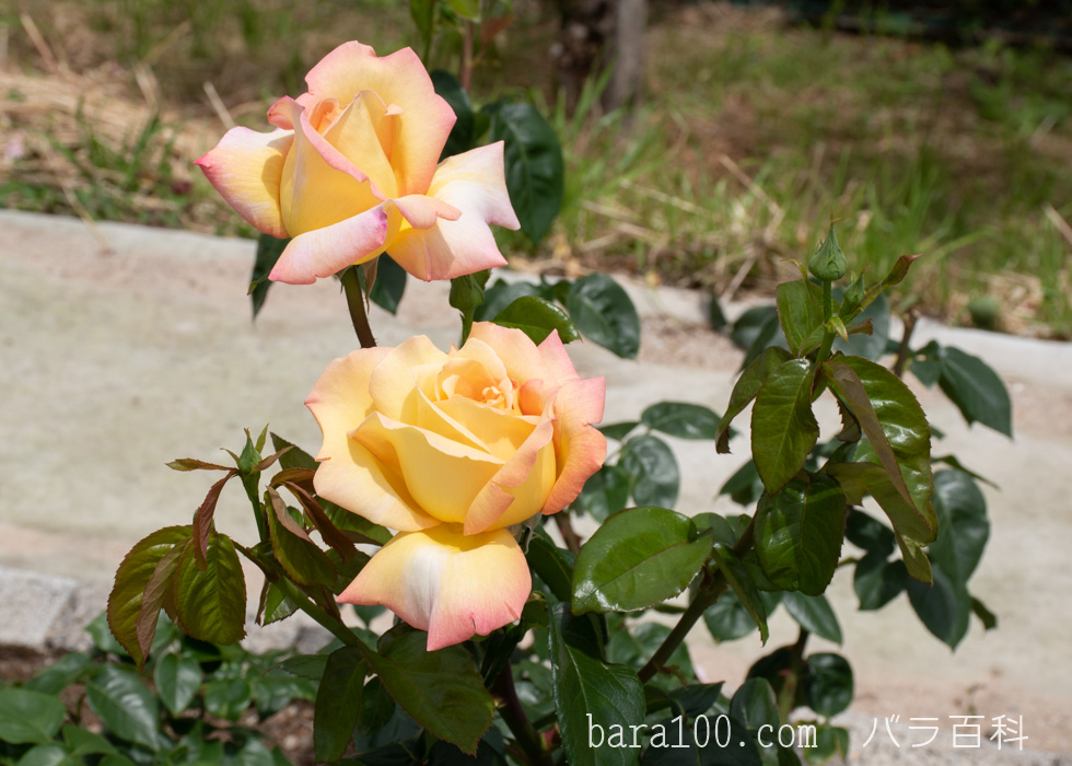 ピース：湖西浄化センター バラ花壇で撮影したバラの花