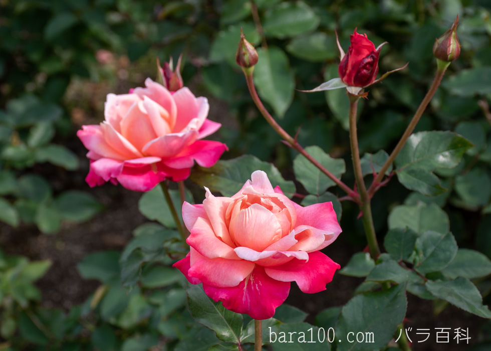 プリンセス チチブ：長居植物園バラ園で撮影したバラの花