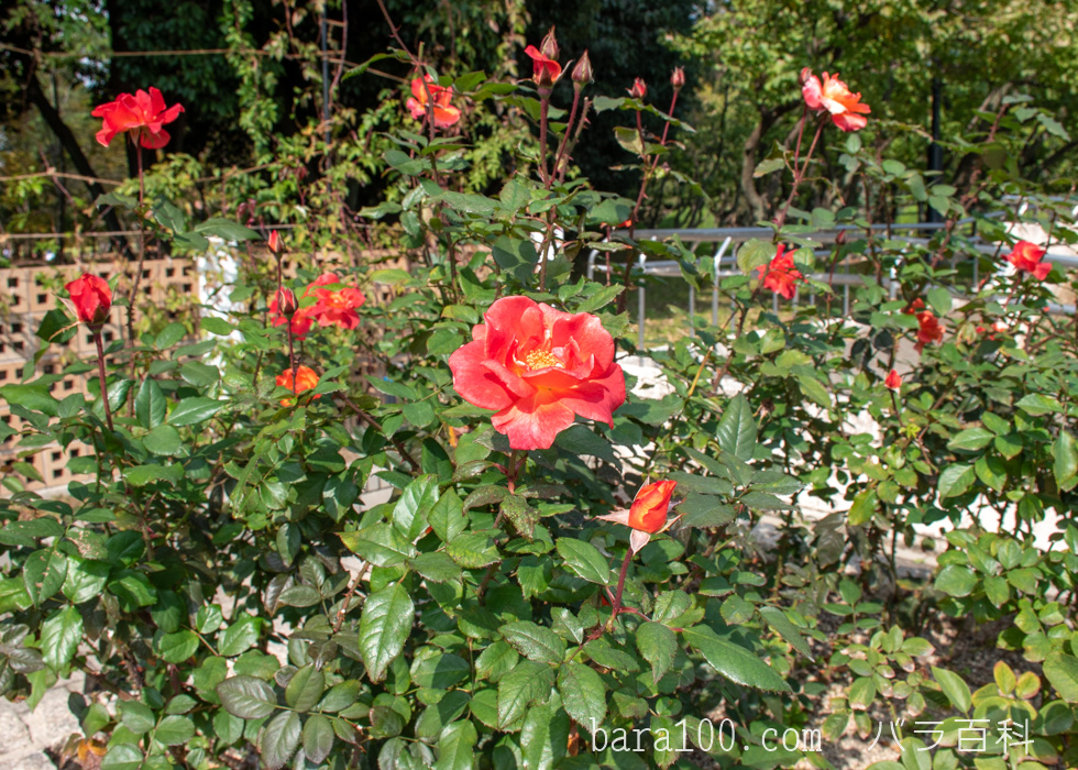 プリンセス・ミチコ：長居植物園バラ園で撮影したバラの花