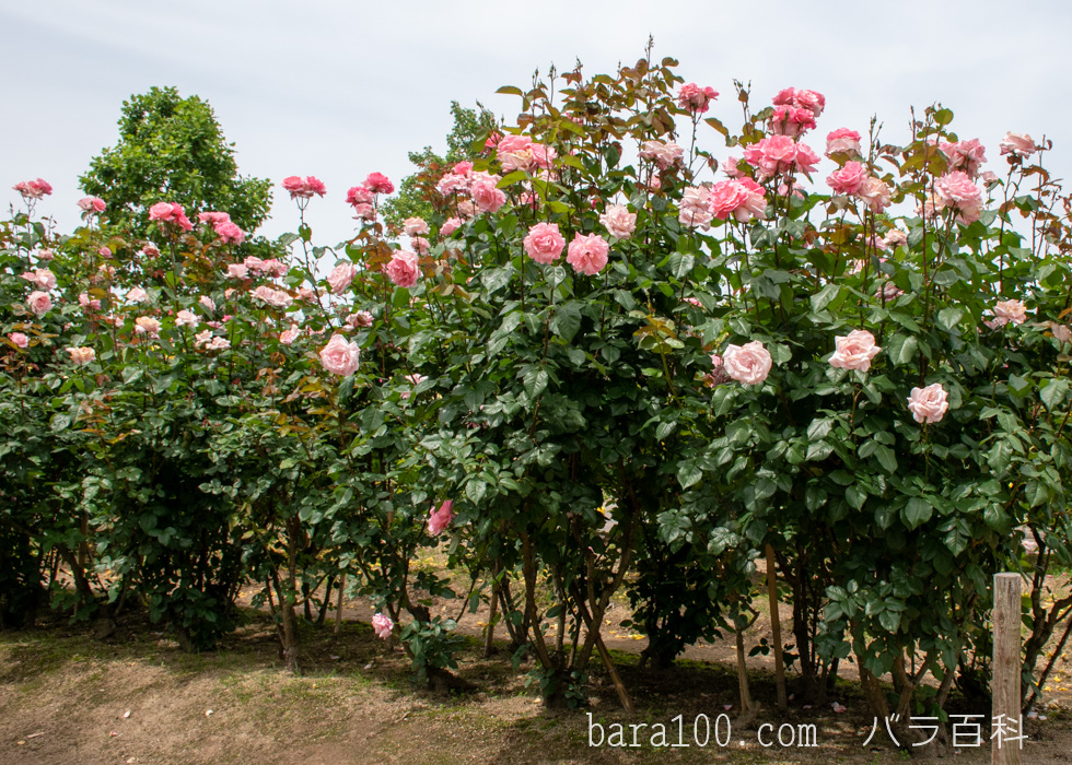 クイーン エリザベス：庄堺公園バラ園で撮影したバラの木