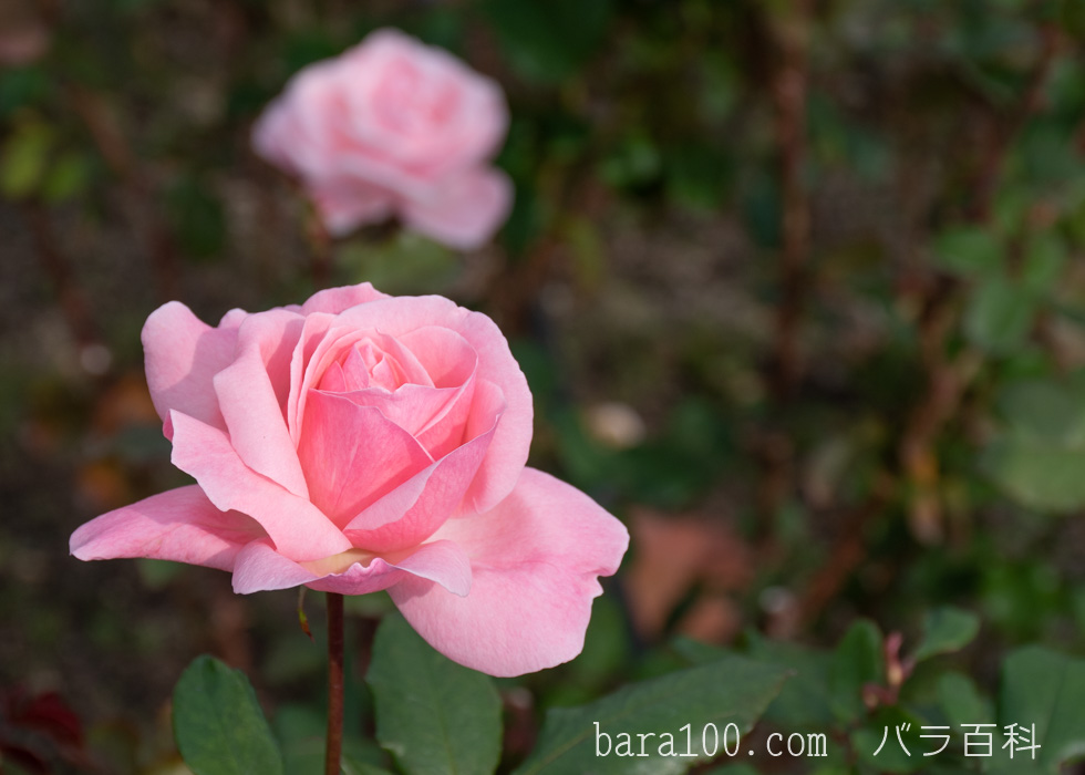 クイーン・エリザベス：長居植物園バラ園で撮影したバラの花