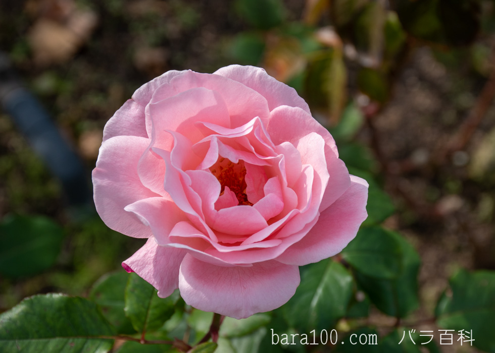 クイーン・エリザベス：長居植物園バラ園で撮影したバラの花