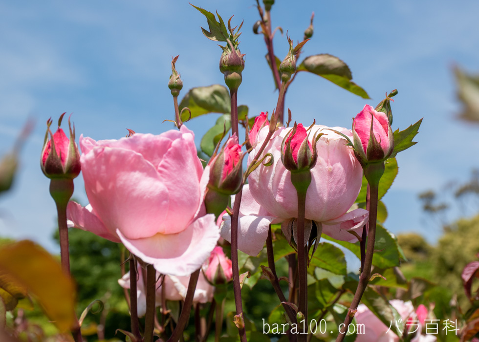クイーン エリザベス：万博記念公園 平和のバラ園で撮影したバラの花