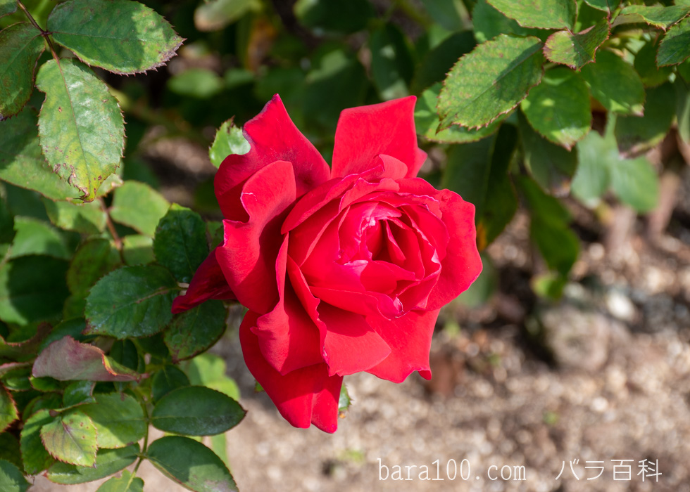 ローズ オオサカ / マイ レイコ：長居植物園バラ園で撮影したバラの花