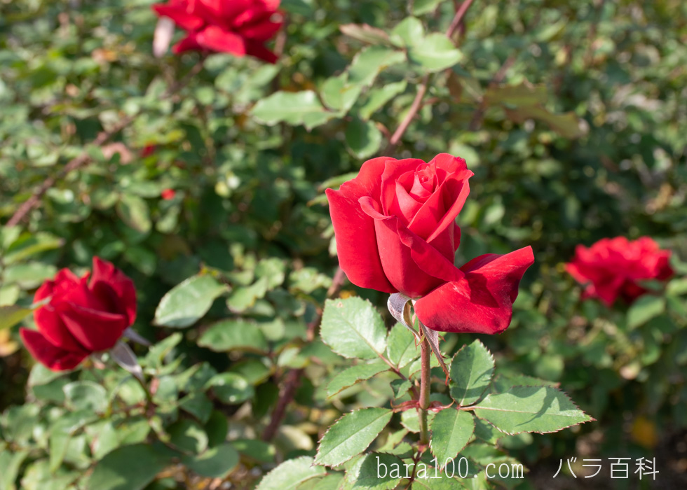ローズ オオサカ / マイ レイコ：長居植物園バラ園で撮影したバラの花