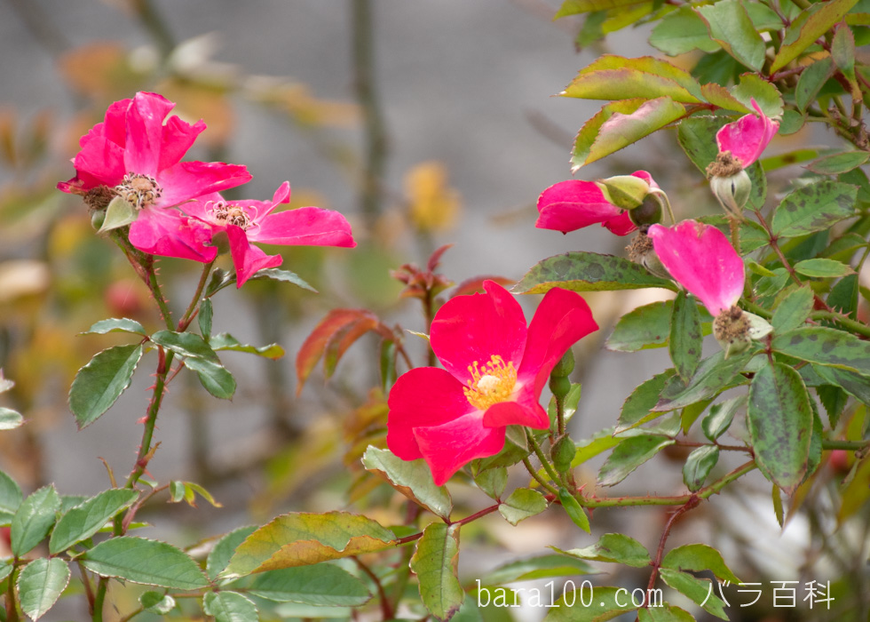 ロージー・カーペット：長居植物園バラ園で撮影したバラの花
