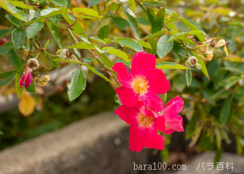 ロージー・カーペット：長居植物園バラ園で撮影したバラの花