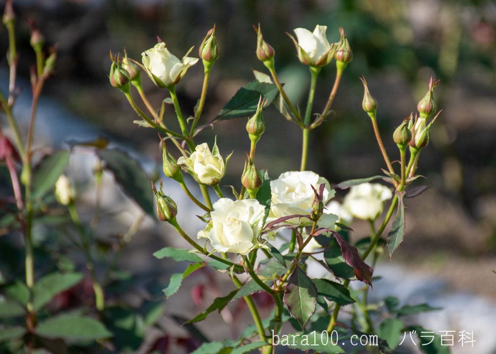緑光（リョッコウ）/千鳥（チドリ）：長居植物園バラ園で撮影したバラのつぼみ