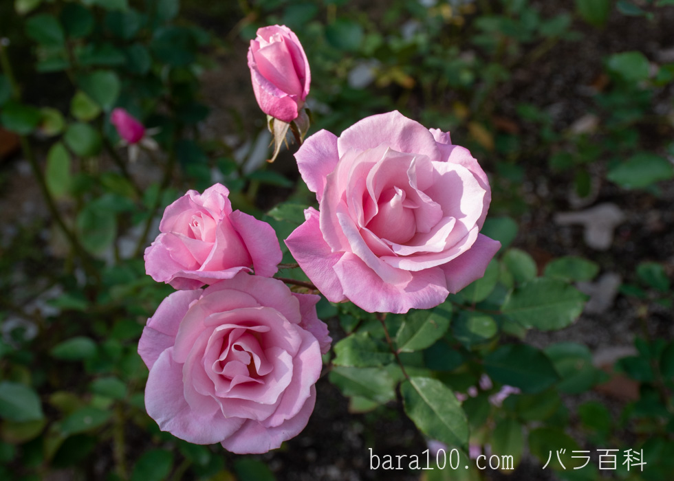 桜貝（サクラガイ）：長居植物園バラ園で撮影したバラの花