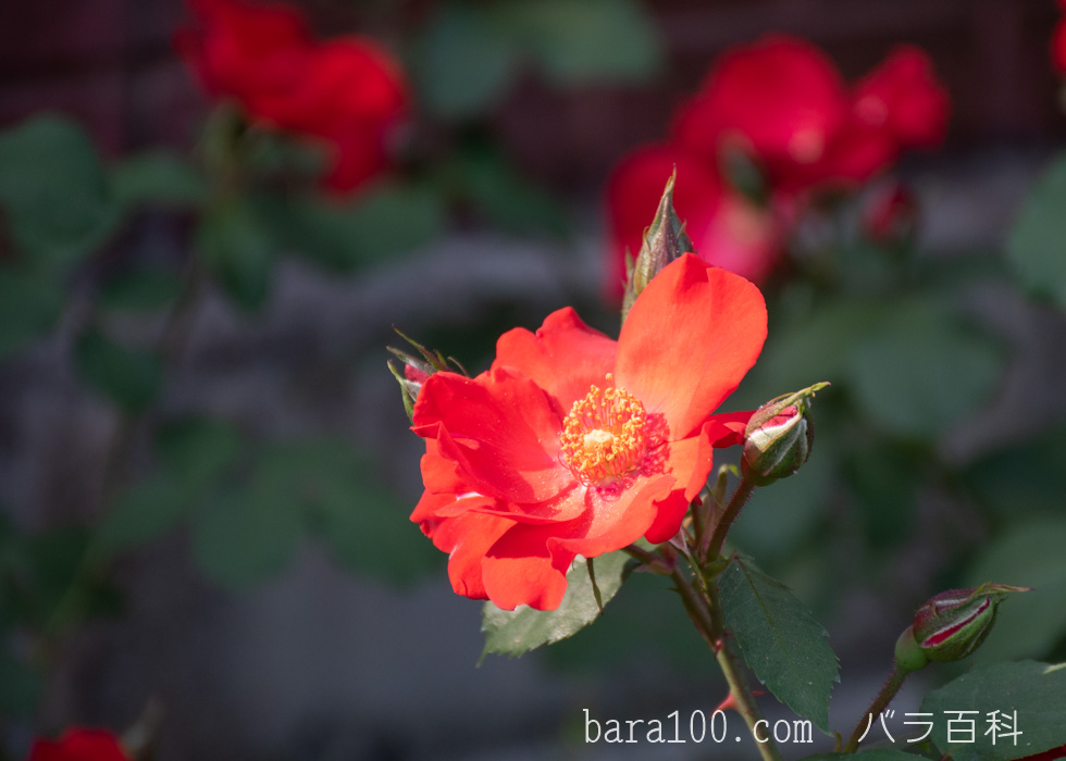 サラバンド/サラバンドゥ：二ノ切池公園バラ園で撮影したバラの花