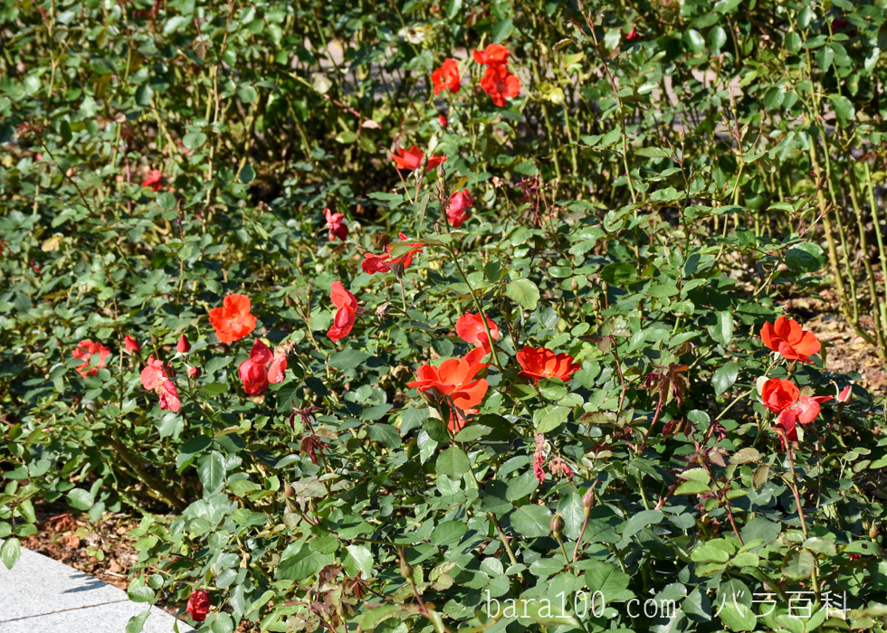 サラバンド/サラバンドゥ：荒巻バラ公園で撮影したバラの花