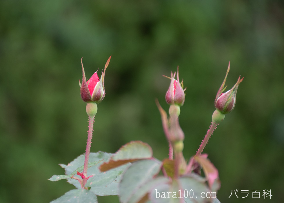 サラバンド/サラバンドゥ：長居植物園バラ園で撮影したバラのつぼみ