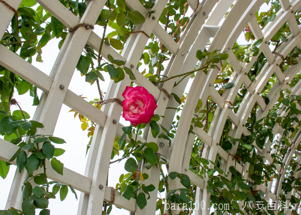 つる聖火（ツルセイカ）：長居植物園バラ園で撮影したバラの花