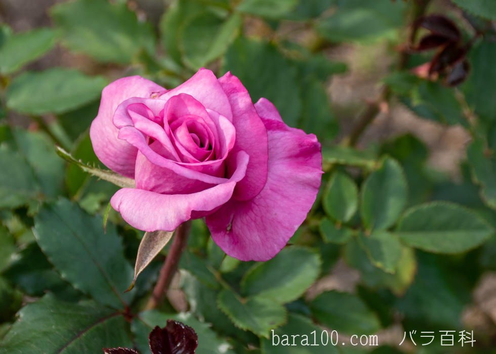 ショッキング・ブルー：長居植物園バラ園で撮影したバラの花