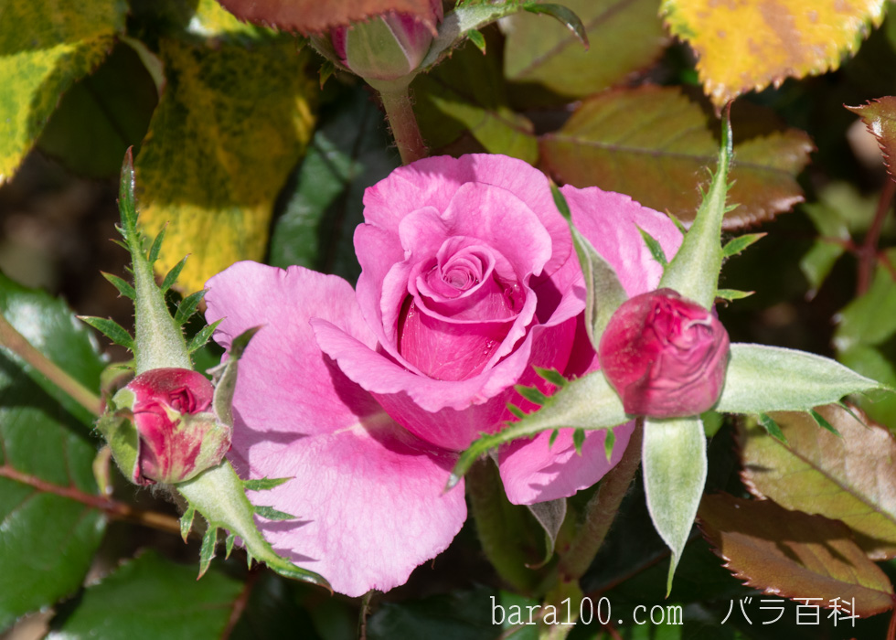 ショッキング・ブルー：湖西浄化センター バラ花壇で撮影したバラの花