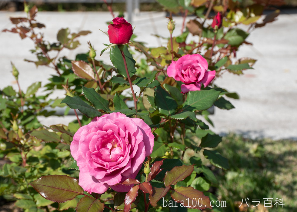 ショッキング・ブルー：中之島公園バラ園で撮影したバラの花