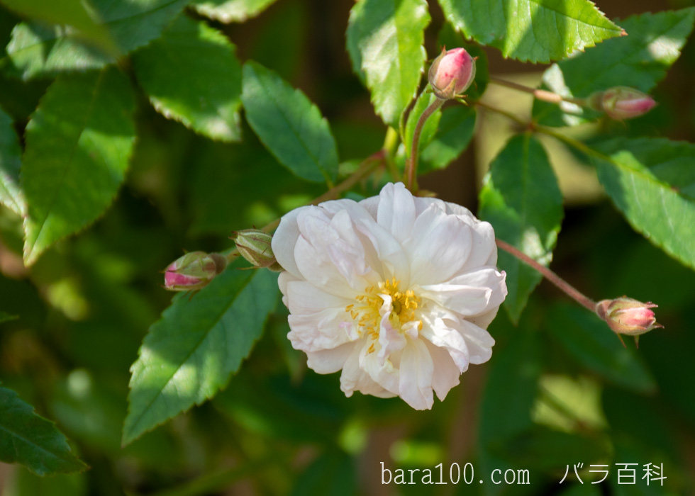 スノー・グース：長居植物園バラ園で撮影したバラの花