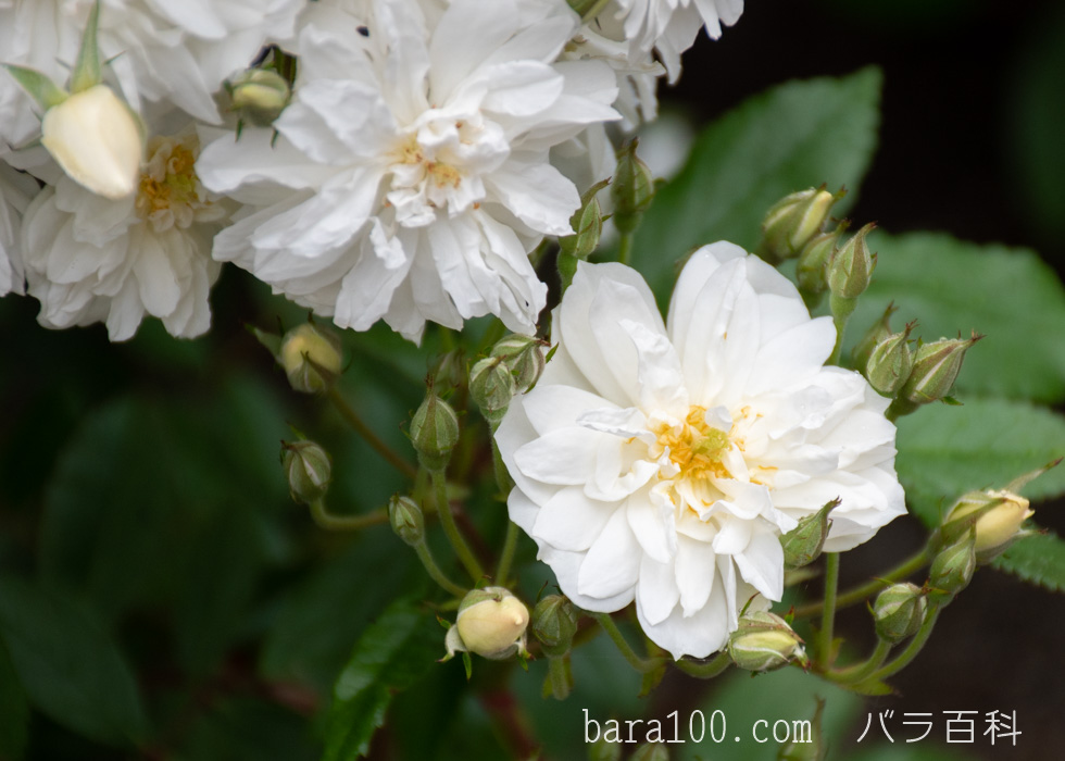 スノー・グース：びわ湖大津館イングリッシュガーデンで撮影したバラの花