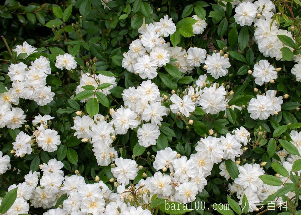 スノー・グース：びわ湖大津館イングリッシュガーデンで撮影したバラの花
