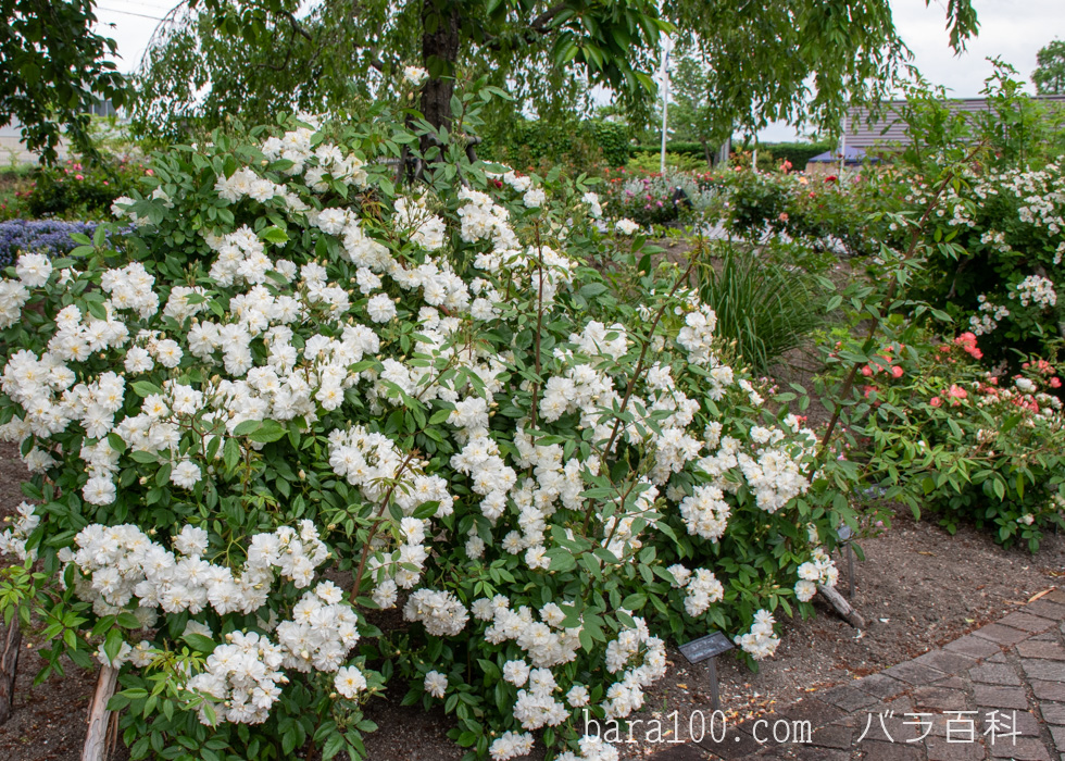 スノー・グース：びわ湖大津館イングリッシュガーデンで撮影したバラの木