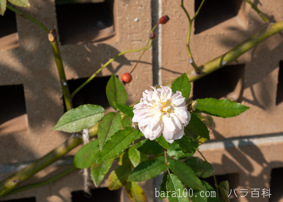 スノー・グース：長居植物園バラ園で撮影したバラの花と実