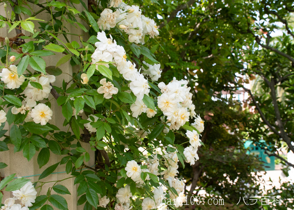 スノー・グース：ひらかたパーク ローズガーデンで撮影したバラの花