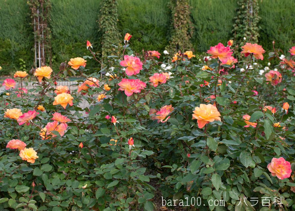 スヴニール ドゥ アンネ フランク / アンネの思い出：長居植物園バラ園で撮影したバラの木