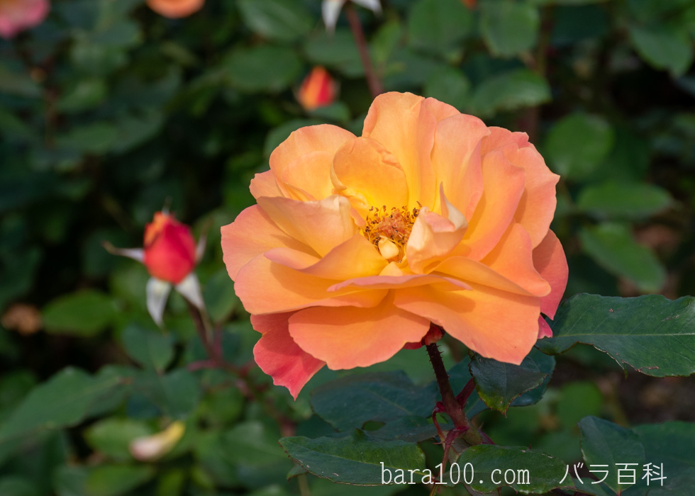 スヴニール・ドゥ・アンネ・フランク/アンネの思い出：長居植物園バラ園で撮影したバラの花