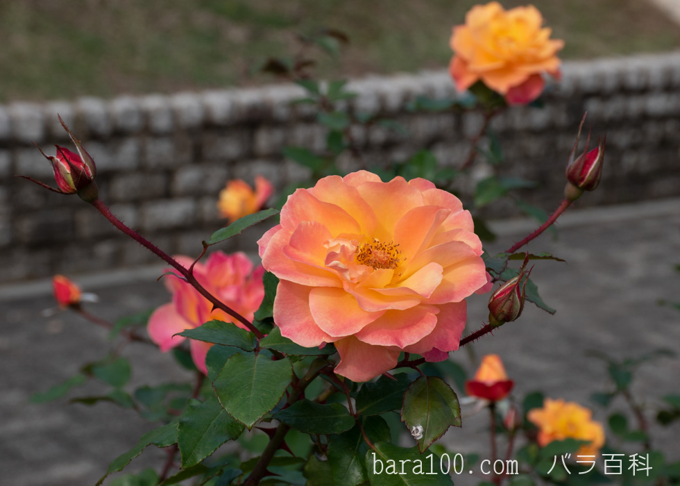 スヴニール・ドゥ・アンネ・フランク/アンネの思い出：長居植物園バラ園で撮影したバラの花