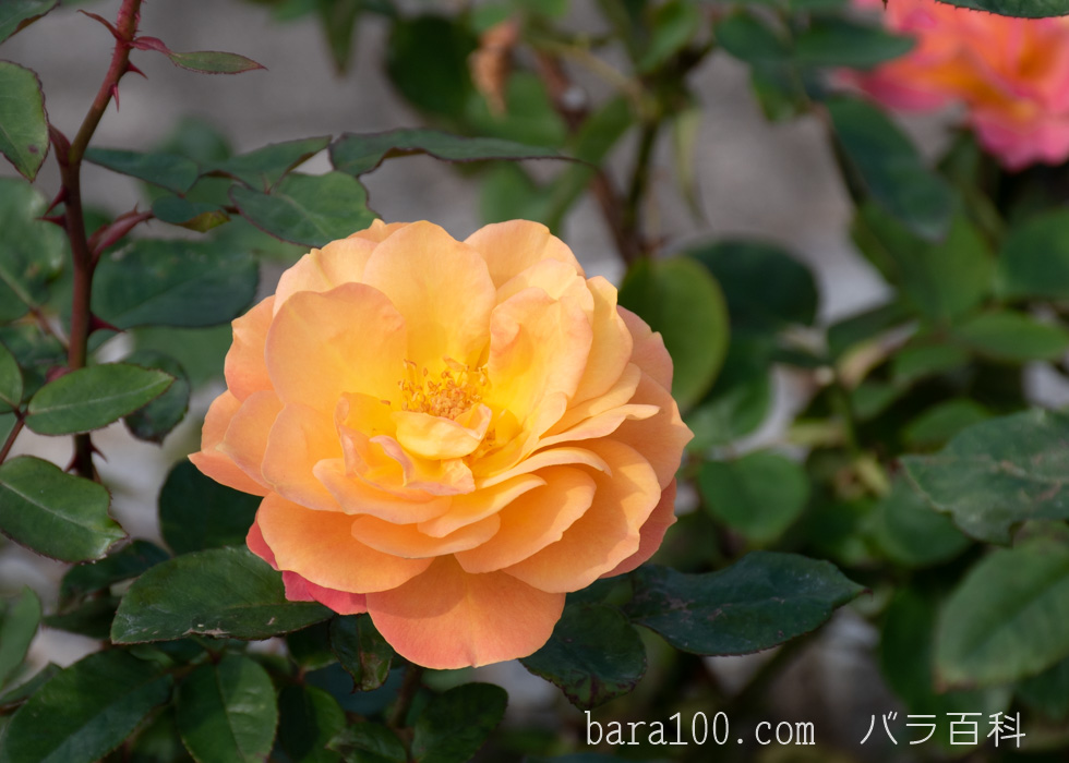 スヴニール ドゥ アンネ フランク / アンネの思い出：長居植物園バラ園で撮影したバラの花