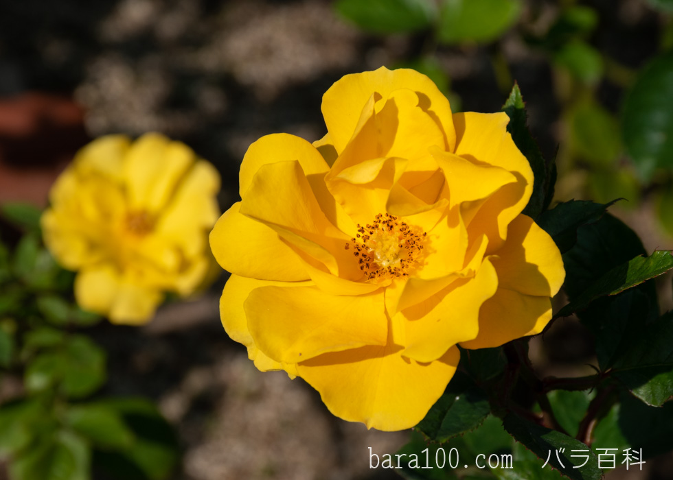 サプライズ：長居植物園バラ園で撮影したバラの花