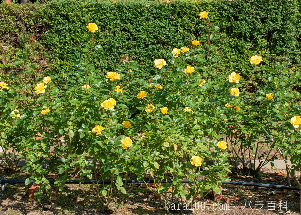 サプライズ：長居植物園バラ園で撮影したバラの木