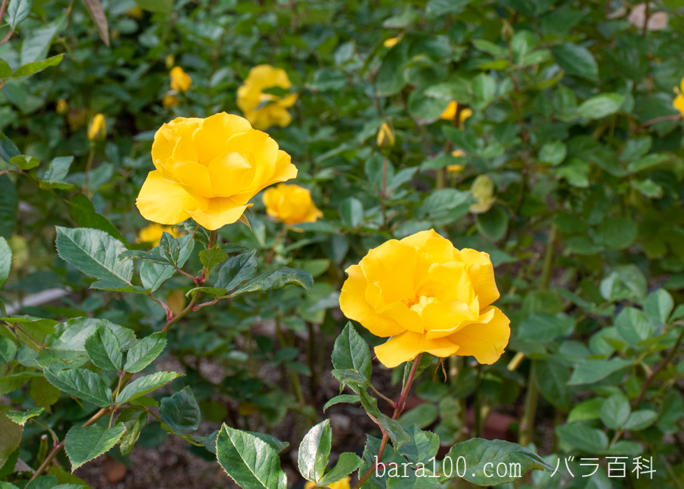 サプライズ：長居植物園バラ園で撮影したバラの花